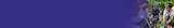 dlpc-banner-02.png