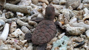The First Pawikan Nest of 2023 Hatched