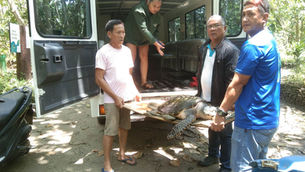Another Pawikan Turned Over at the Aboitiz Cleanergy Park