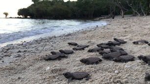 Davao Light Releases 149 Newly Hatched Pawikans