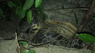Nesting Pawikans at the Aboitiz Cleanergy Park Increases in Number